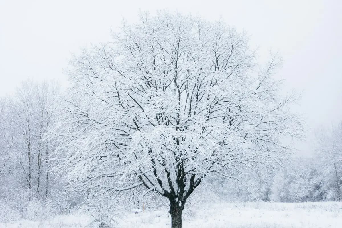 A large leafless shade tree in a snowy field, its full branch structure easy to see in the dormant season