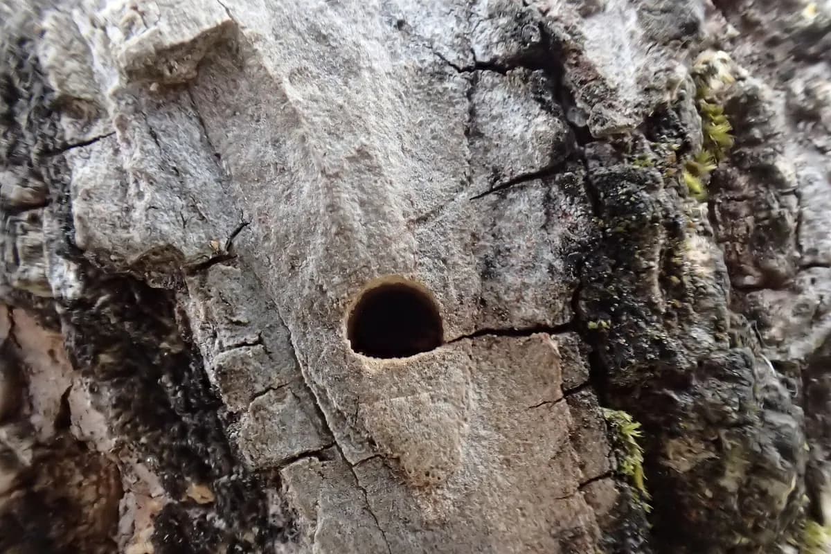 A small emerald ash borer exit hole in ash tree bark