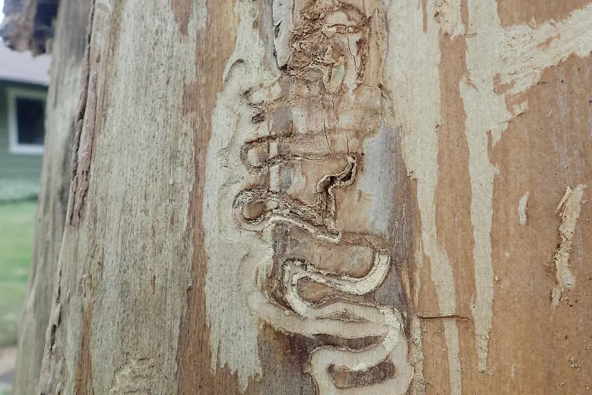 Winding S-shaped emerald ash borer tunnels in the wood of an ash tree where the bark has come off
