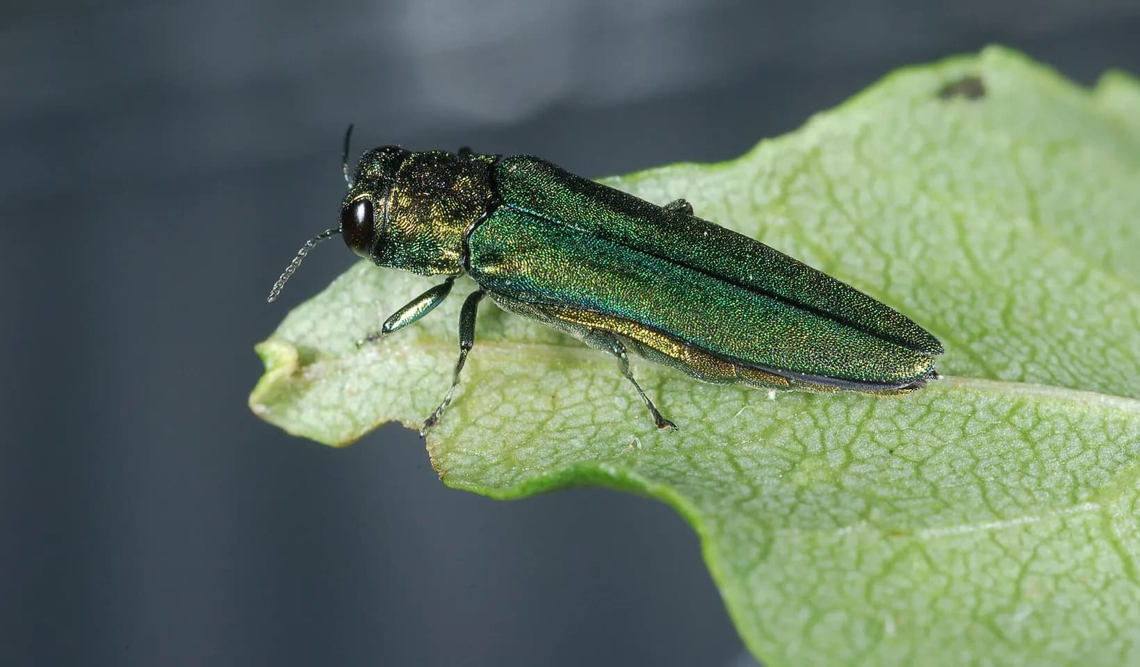An adult emerald ash borer, a small metallic green beetle, resting on a leaf