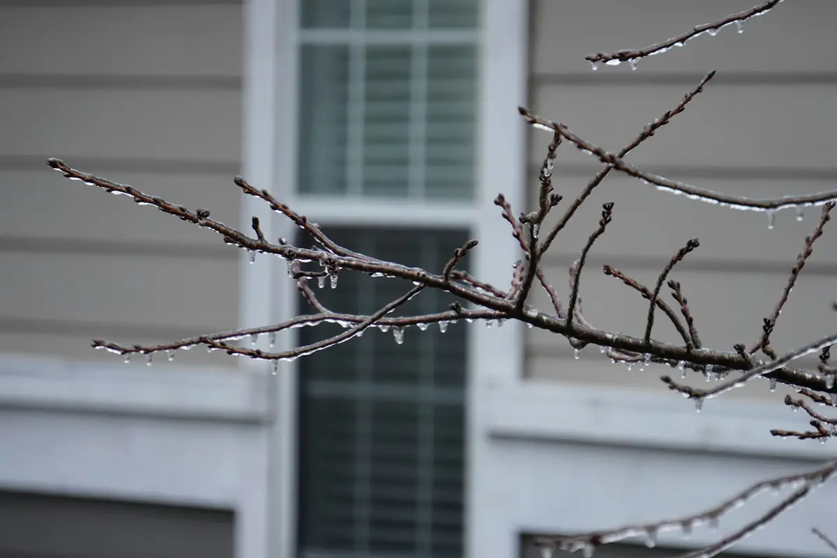 Thin tree branches coated in ice with icicles hanging from them, in front of a house window