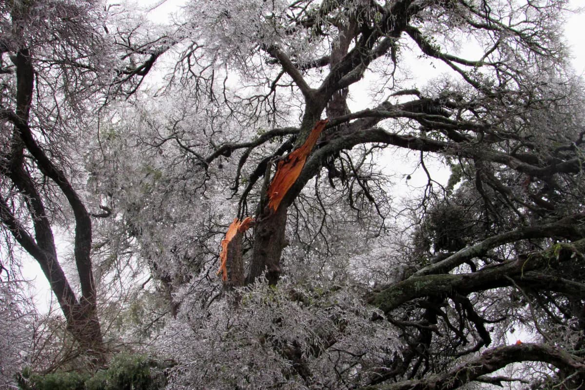 A large limb split open where it meets the trunk of an ice-covered tree after an ice storm