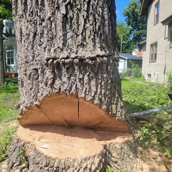 A clean directional notch cut on a tree removal by A Tree Service