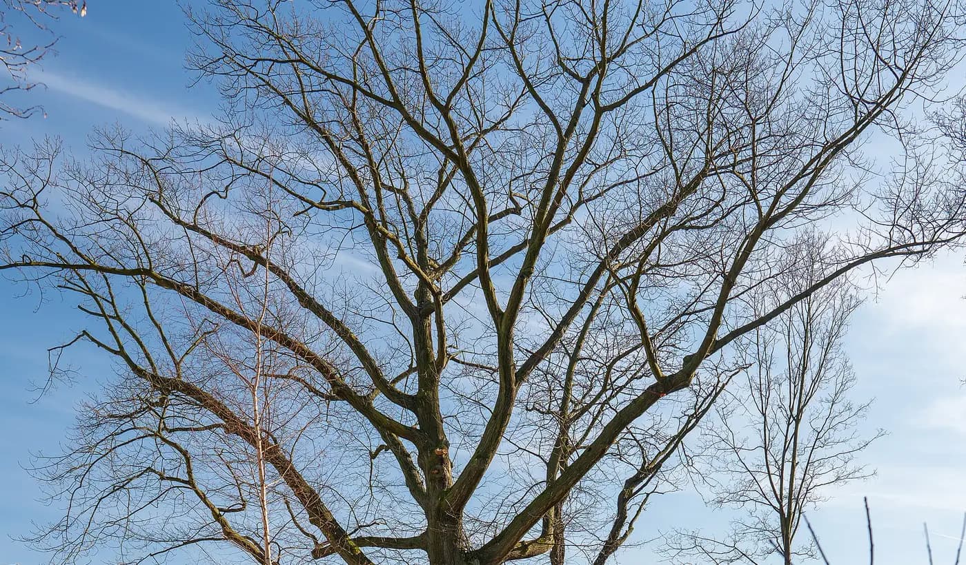 The bare branches of a mature red oak in winter, the safe season for oak pruning
