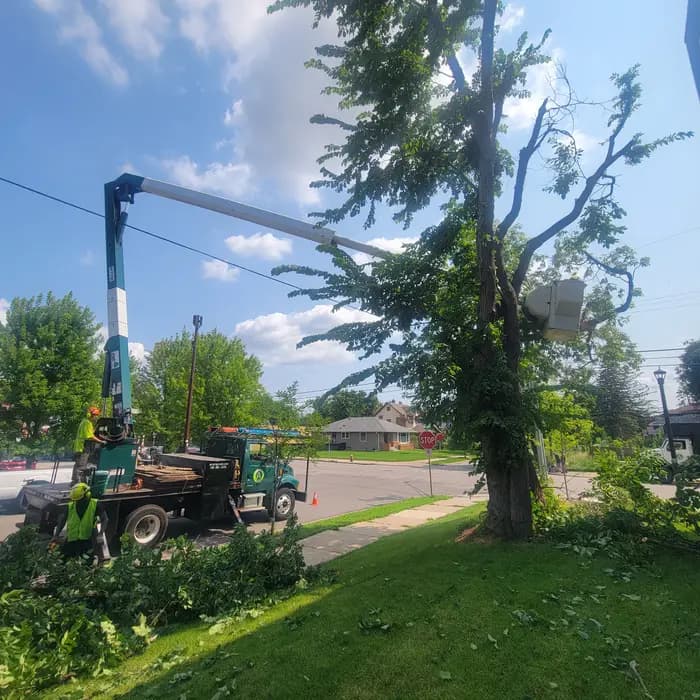 A Tree Service bucket truck and crew removing a large tree